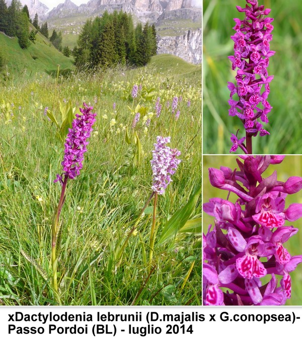 DACTYLORHIZA: immagini di una splendida orchidacea.